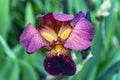 Beautiful purple iris flower in dew drops after morning rain close up Royalty Free Stock Photo