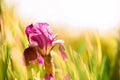 Beautiful purple iris flower in the lush grass. Sunny day after quarantine . Royalty Free Stock Photo