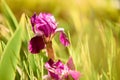 Beautiful purple iris flower in the lush grass. Sunny day after quarantine . Royalty Free Stock Photo