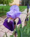 Beautiful purple iris flower with raindrops on the petals. Plant nature close up stock photo Royalty Free Stock Photo