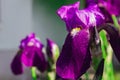 Beautiful purple iris flowers on blurry background after the rain in morning light