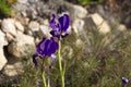 Beautiful purple iris flowers Iris pumila in the grass in wild nature