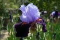 Tall bearded iris, In Town