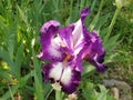 Beautiful purple iris with a white middle. Curved graceful bright flower petals. Green blurred background. Breeding grade of iris Royalty Free Stock Photo