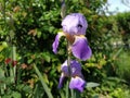 Beautiful purple iris with a white middle. Curved graceful bright flower petals. Green blurred background. Breeding grade of iris Royalty Free Stock Photo