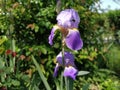 Beautiful purple iris with a white middle. Curved graceful bright flower petals. Green blurred background. Breeding grade of iris Royalty Free Stock Photo