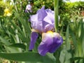 Beautiful purple iris with a white middle. Curved graceful bright flower petals. Green blurred background. Breeding grade of iris Royalty Free Stock Photo