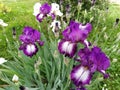 Beautiful purple iris with a white middle. Curved graceful bright flower petals. Green blurred background. Breeding grade of iris Royalty Free Stock Photo