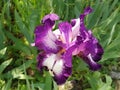 Beautiful purple iris with a white middle. Curved graceful bright flower petals. Green blurred background. Breeding grade of iris Royalty Free Stock Photo