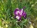 Beautiful purple iris with a white middle. Curved graceful bright flower petals. Green blurred background.Breeding grade of iris Royalty Free Stock Photo