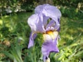Beautiful purple iris with a white middle. Curved graceful bright flower petals. Green blurred background. Breeding Royalty Free Stock Photo
