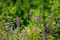 Beautiful purple Ivan-tea flowers on a sunny green medow. Horizontal shot