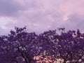 Beautiful purple Jacaranda tree at sunset