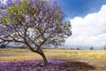 Beautiful purple jacaranda trees flowering along the roads of Maui, Hawaii, USA