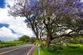 Beautiful purple jacaranda trees flowering along the roads of Maui, Hawaii, USA