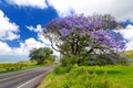 Beautiful purple jacaranda trees flowering along the roads of Maui island, Hawaii Royalty Free Stock Photo