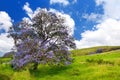 Beautiful purple jacaranda trees flowering along the roads of Maui island, Hawaii Royalty Free Stock Photo