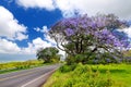 Beautiful purple jacaranda trees flowering along the roads of Maui island, Hawaii