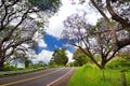 Beautiful purple jacaranda trees flowering along the roads of Maui island, Hawaii Royalty Free Stock Photo