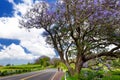 Beautiful purple jacaranda trees flowering along the roads of Maui island, Hawaii Royalty Free Stock Photo