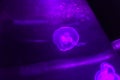 Beautiful purple jellyfish glowing in the dark background.