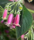 Beautiful purple Kohleria EW Grape Juice flowers