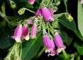 Beautiful purple Kohleria EW Grape Juice flowers