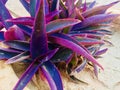 Beautiful purple lants in pot Royalty Free Stock Photo