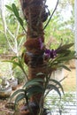 Beautiful purple larat (Dendrobium bigibbum) orchid flowers Royalty Free Stock Photo