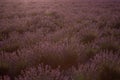 Beautiful purple lavender field at sunset. Bushes grow in even rows, going diagonally beyond horizon Royalty Free Stock Photo