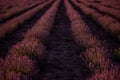 Beautiful purple lavender field at sunset. Bushes grow in even rows, going diagonally beyond horizon Royalty Free Stock Photo