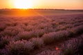 Beautiful purple lavender field at sunset. Bushes grow in even rows, going diagonally beyond horizon Royalty Free Stock Photo