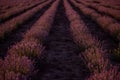 Beautiful purple lavender field at sunset. Bushes grow in even rows, going diagonally beyond horizon Royalty Free Stock Photo