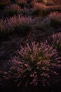 Beautiful purple lavender field at sunset. Bushes grow in even rows, going diagonally beyond horizon Royalty Free Stock Photo