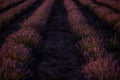 Beautiful purple lavender field at sunset. Bushes grow in even rows, going diagonally beyond horizon Royalty Free Stock Photo
