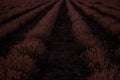 Beautiful purple lavender field at sunset. Bushes grow in even rows, going diagonally beyond horizon Royalty Free Stock Photo