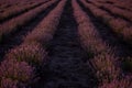 Beautiful purple lavender field at sunset. Bushes grow in even rows, going diagonally beyond horizon Royalty Free Stock Photo