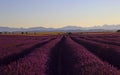 Beautiful Purple Lavender Field and yellow sunflower fields Royalty Free Stock Photo