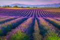Beautiful purple lavender fields in Provence region, Valensole, France, Europe Royalty Free Stock Photo