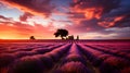 beautiful purple lavender fields at sunset. Picturesque summer nature landscape Royalty Free Stock Photo