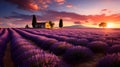 beautiful purple lavender fields at sunset. Picturesque summer nature landscape Royalty Free Stock Photo