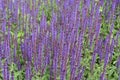 Beautiful purple lavender in full bloom in the spring. Violet spring flowers Royalty Free Stock Photo