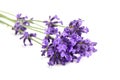 Beautiful purple lavender stems isolated on white Royalty Free Stock Photo