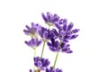 Beautiful purple lavender stems isolated on white Royalty Free Stock Photo