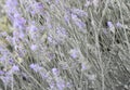 Purple lavender in a close up image Royalty Free Stock Photo