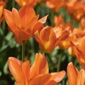 Beautiful with purple lawn orange tulips on light background. Sunny summer day. Bright floral background