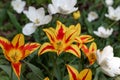 Beautiful with purple lawn orange tulips on light background. Sunny summer day. Bright floral background