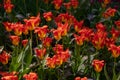 Beautiful with purple lawn orange tulips on light background. Sunny summer day. Bright floral background