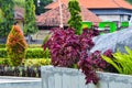 Beautiful Purple Leaves Of Coleus Scutellarioides Or Plectranthus Scutellarioides Ornamental Plants In The Garden Royalty Free Stock Photo