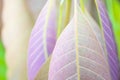 Beautiful purple leaves and sunligth in the garden at summer time Royalty Free Stock Photo